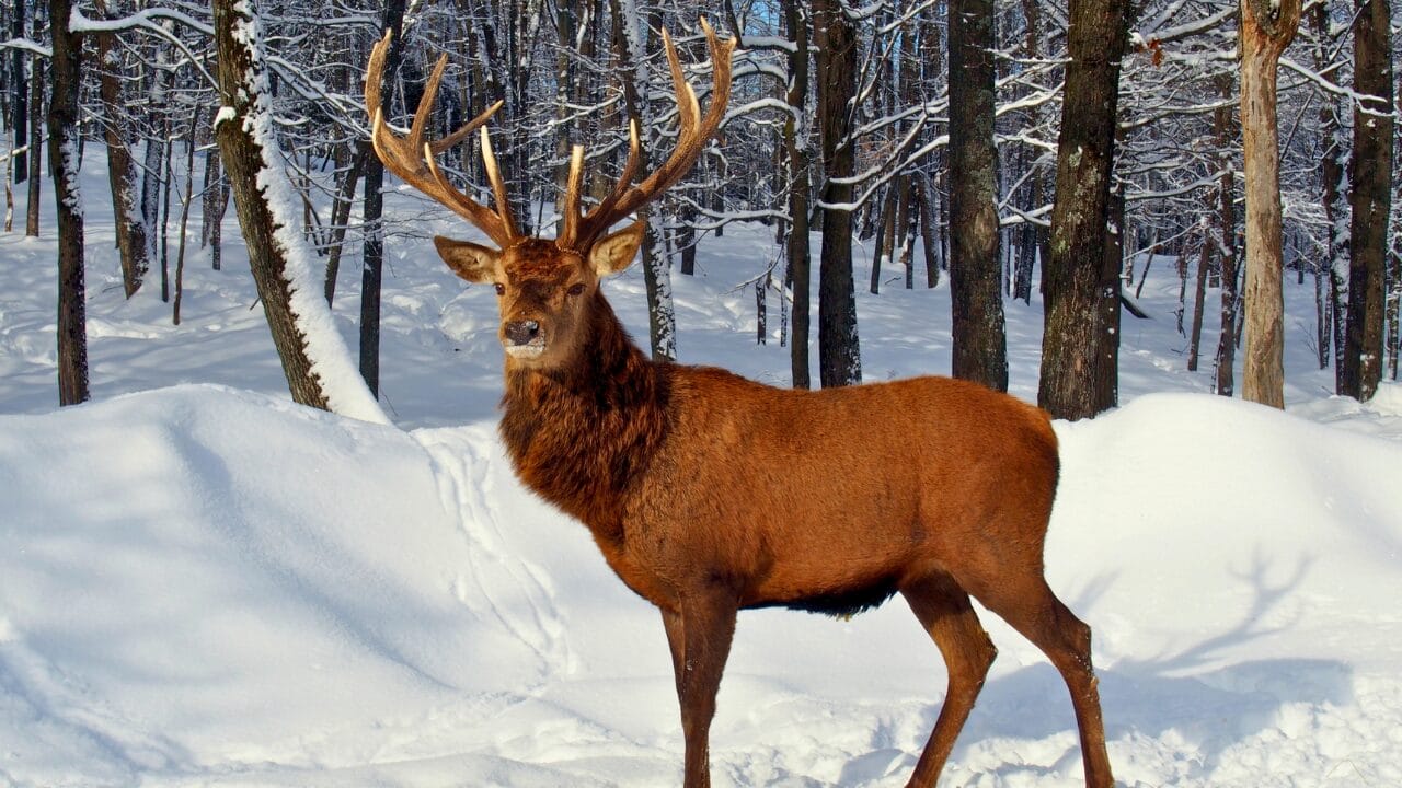 Life at -58°F: How 15 Arctic Species Thrive in the Cold 6 Life at -58°F: How 15 Arctic Species Thrive in the Cold - Caribou ss566111725 bpgm