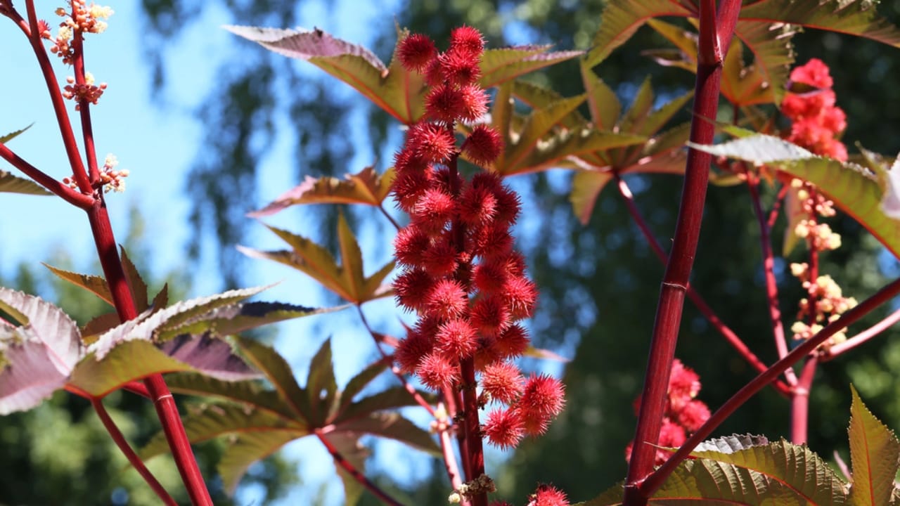 7 Deadly Plants That Changed Warfare With Poison and Fear 7 7 Deadly Plants That Changed Warfare With Poison and Fear - Castor Bean Plant dp407441028 dnoh