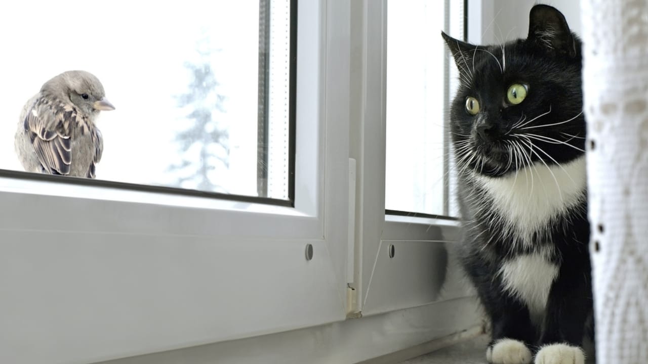 Attract Birds by Transforming Your Yard Into a Mini Nature Reserve 7 Attract Birds by Transforming Your Yard Into a Mini Nature Reserve - Cat watching bird on the window ss133222604 dnoh