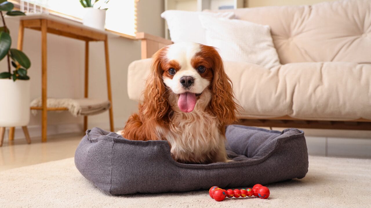 12 Intelligent Dog Breeds That Truly Understand Humans 11 12 Intelligent Dog Breeds That Truly Understand Humans - Cavalier King Charles Spaniel ss2468660581 bpgm