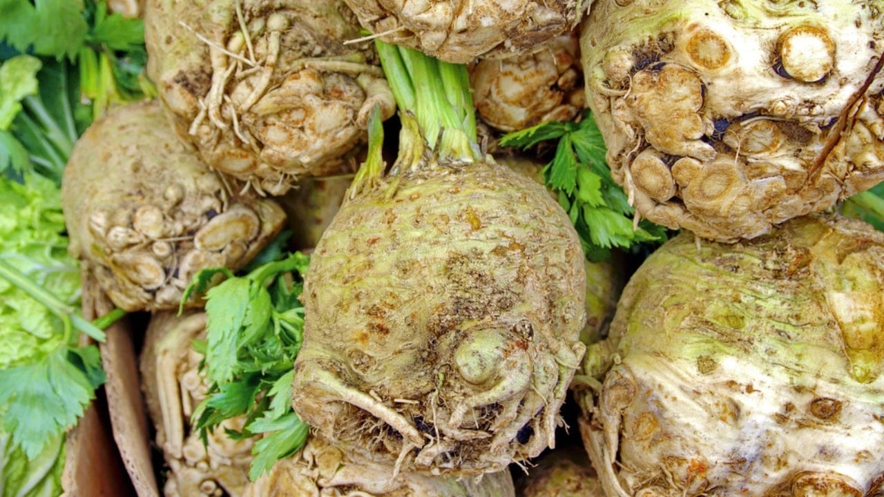 Bored of Basic Veggies... Grow These 15 Exciting Alternatives 15 Bored of Basic Veggies... Grow These 15 Exciting Alternatives - Celeriac dp33340799 dnoh
