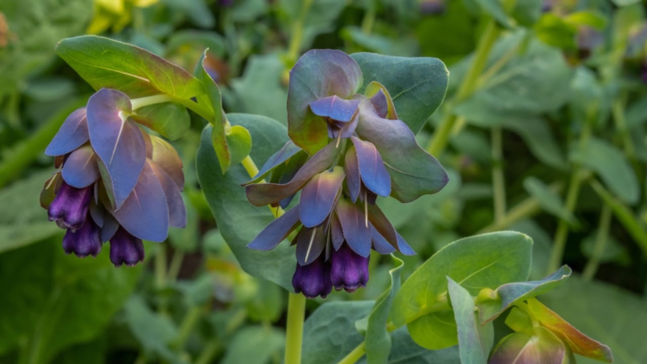 22 Self-Seeding Plants That Do All the Work for You 6 22 Self-Seeding Plants That Do All the Work for You - Cerinthe ss1180239847 dpdgm