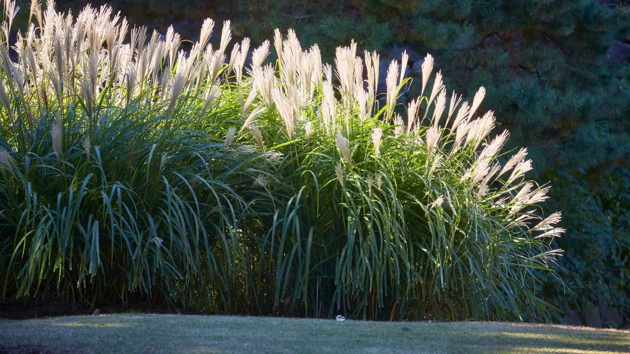 No Fence Needed: 12 Tall Ornamental Grasses for Perfect Privacy 5 No Fence Needed: 12 Tall Ornamental Grasses for Perfect Privacy - Chinese silver grass ss2096861641 degm
