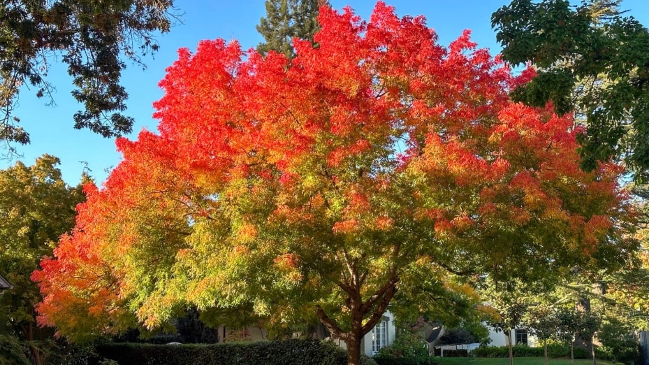 Small, Drought-Tolerant Trees: 15 Non-Invasive Picks for Your Yard - Chinese Pistache ss2386760391 dpdgm