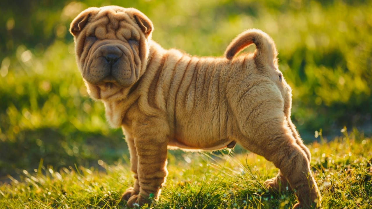 16 Calm Dog Breeds That Will Steal Your Heart, Not Your Peace 10 16 Calm Dog Breeds That Will Steal Your Heart, Not Your Peace - Chinese Shar Pei dp427507636 dnoh