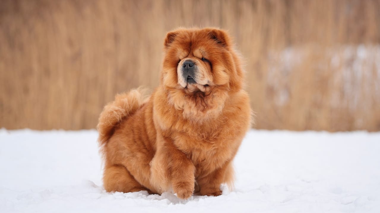 15 Dog Breeds That Love Snow More Than You Do 12 15 Dog Breeds That Love Snow More Than You Do - Chow Chow dog winter ss2265319041 degm