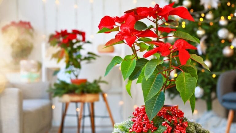 16 Christmas Plants to Brighten Your Holiday Décor 5 16 Christmas Plants to Brighten Your Holiday Décor - Christmas plant poinsettia ss2081349937 degm