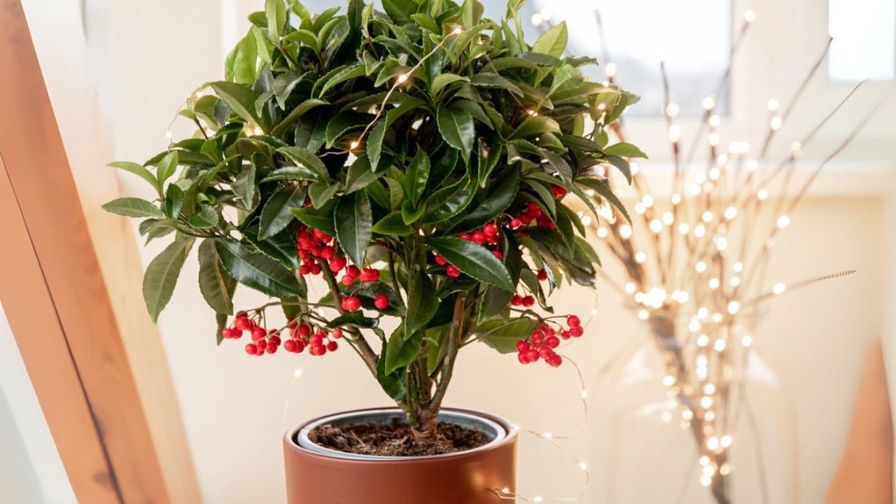 16 Christmas Plants to Brighten Your Holiday Décor 17 16 Christmas Plants to Brighten Your Holiday Décor - Christmas Berry dp744914978 dnoh