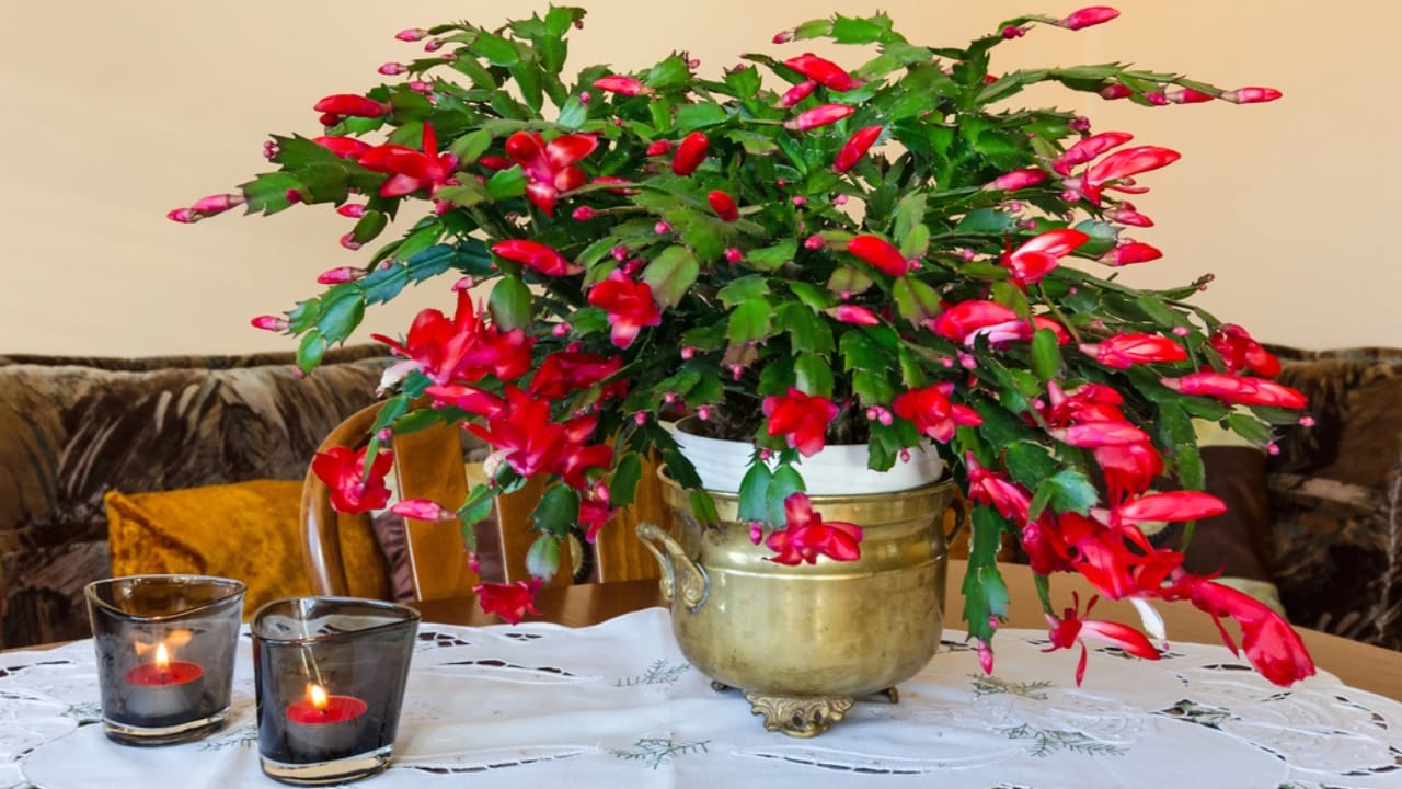 The Secrets to Getting Your Christmas Cactus Blooming—Without the Guesswork 3 The Secrets to Getting Your Christmas Cactus Blooming—Without the Guesswork - Christmas cactus dp62050865 dnoh