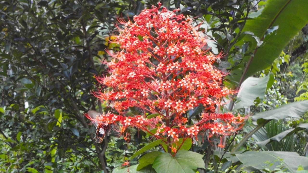 Hydrangea Lovers, Meet 15 Plants You’ll Fall in Love With 10 Hydrangea Lovers, Meet 15 Plants You’ll Fall in Love With - Clerodendrum ss2490442945 dpdgm