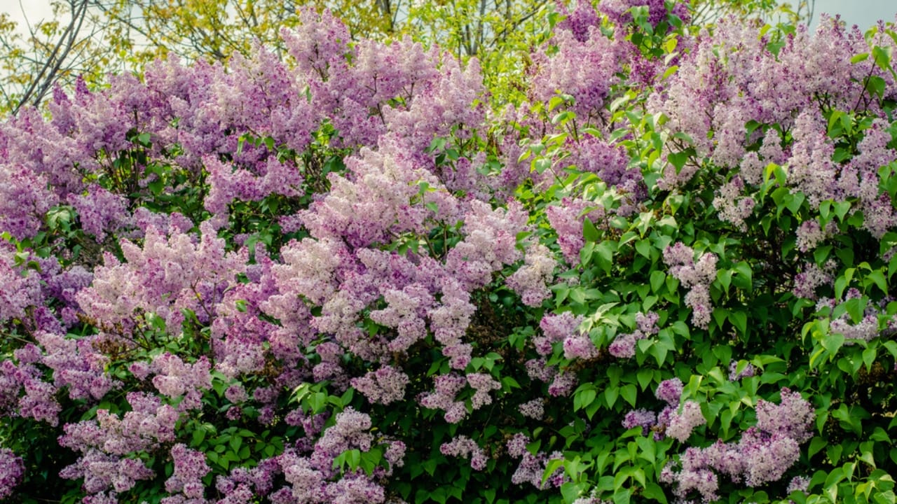 Skip the Fence: 18 Fast-Growing Shrubs for Instant Privacy 7 Skip the Fence: 18 Fast-Growing Shrubs for Instant Privacy - Common Lilac dp180646176 dnoh