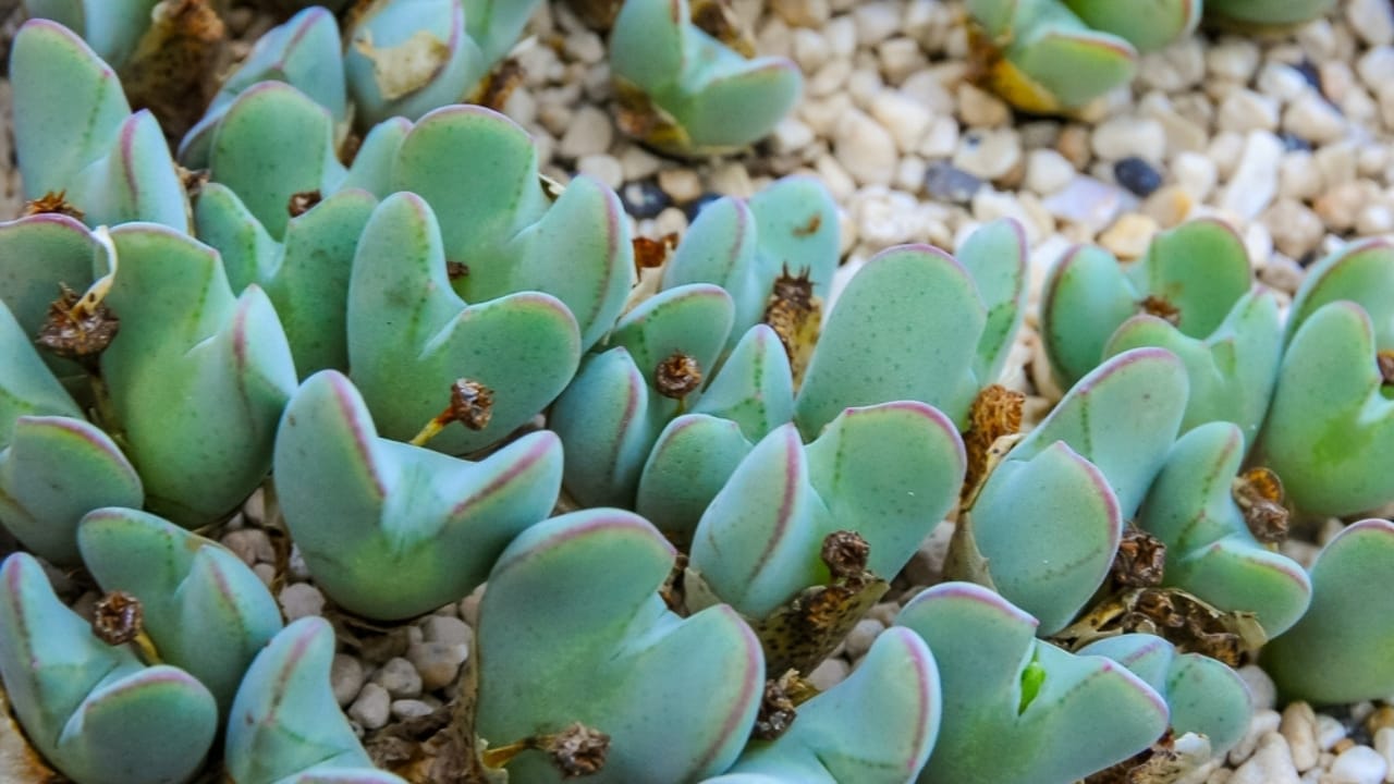 This Rare Succulent Is Cute, Coveted&mdash;and Facing a Crisis - Conophytum bilobum succulent2 ss2377648399 dnoh