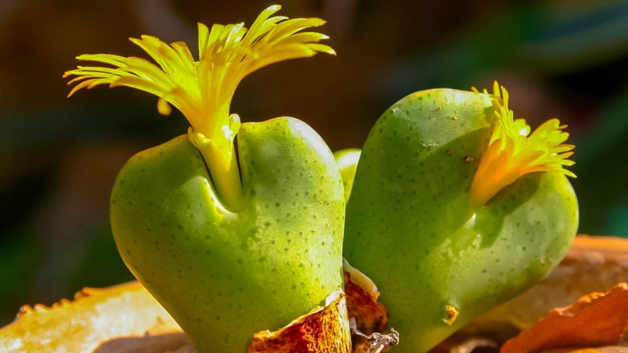 This Rare Succulent Is Cute, Coveted—and Facing a Crisis 4 This Rare Succulent Is Cute, Coveted—and Facing a Crisis - Conophytum bilobum succulent3 ss2309947185 dnoh