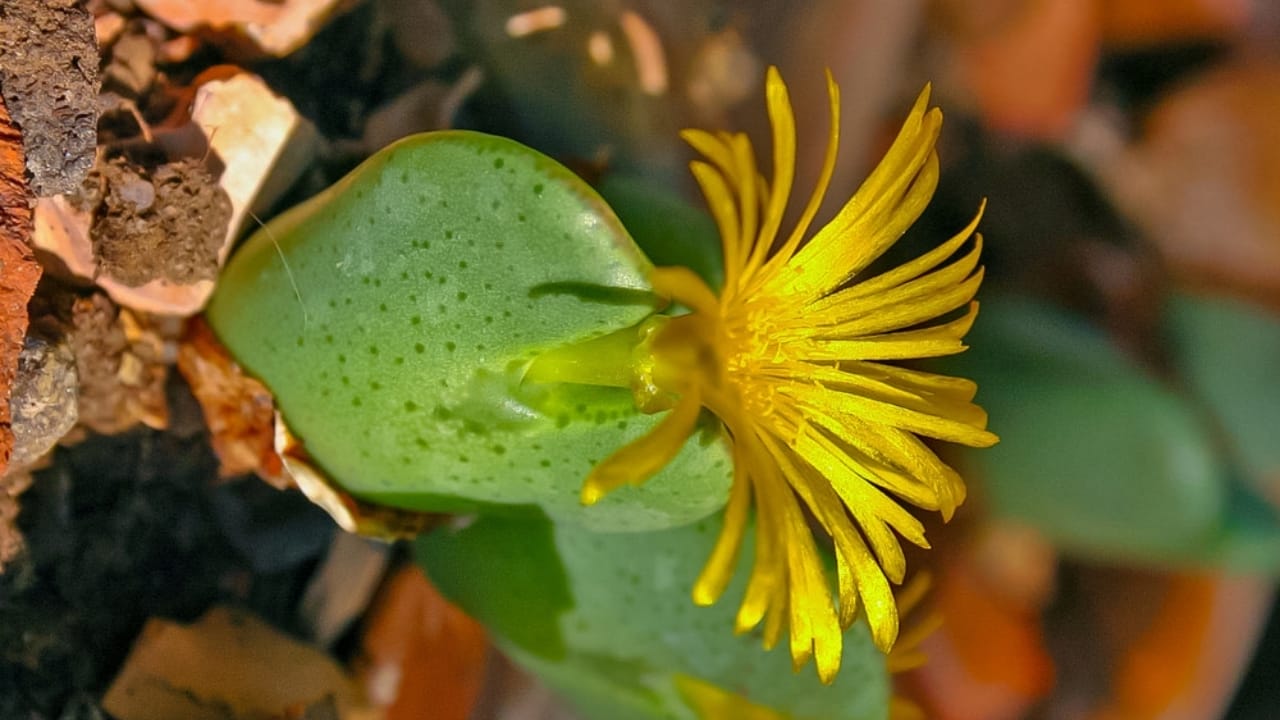This Rare Succulent Is Cute, Coveted—and Facing a Crisis 5 This Rare Succulent Is Cute, Coveted—and Facing a Crisis - Conophytum bilobum succulent4 ss2279654281 dnoh