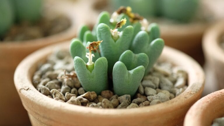 This Rare Succulent Is Cute, Coveted—and Facing a Crisis 1 This Rare Succulent Is Cute, Coveted—and Facing a Crisis - Conophytum bilobum succulent ss1714301299 dnoh