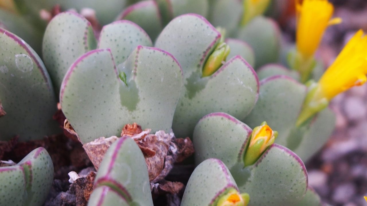 This Rare Succulent Is Cute, Coveted—and Facing a Crisis 6 This Rare Succulent Is Cute, Coveted—and Facing a Crisis - Conophytum bilobum 1 wc