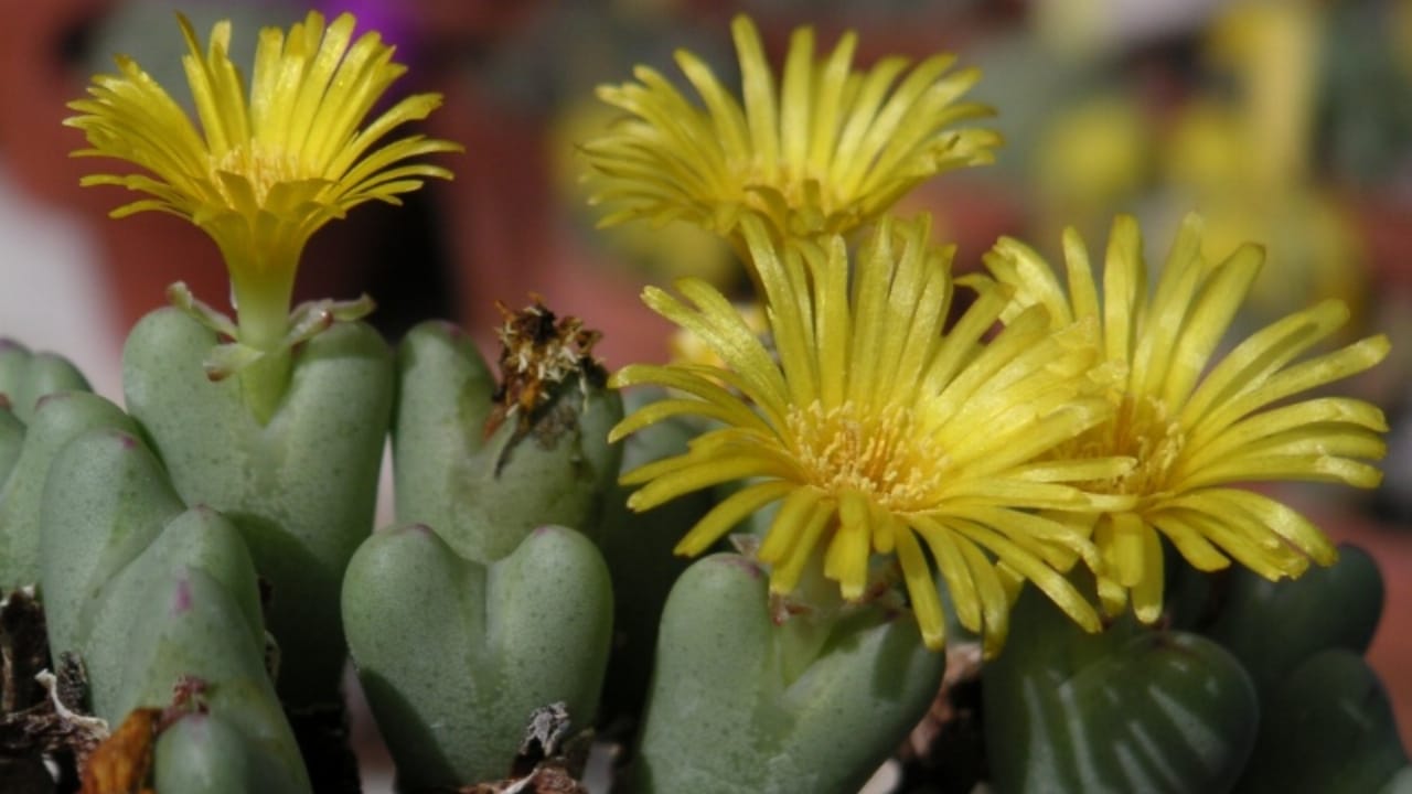 This Rare Succulent Is Cute, Coveted—and Facing a Crisis 7 This Rare Succulent Is Cute, Coveted—and Facing a Crisis - Conophytum bilobum 2 wc