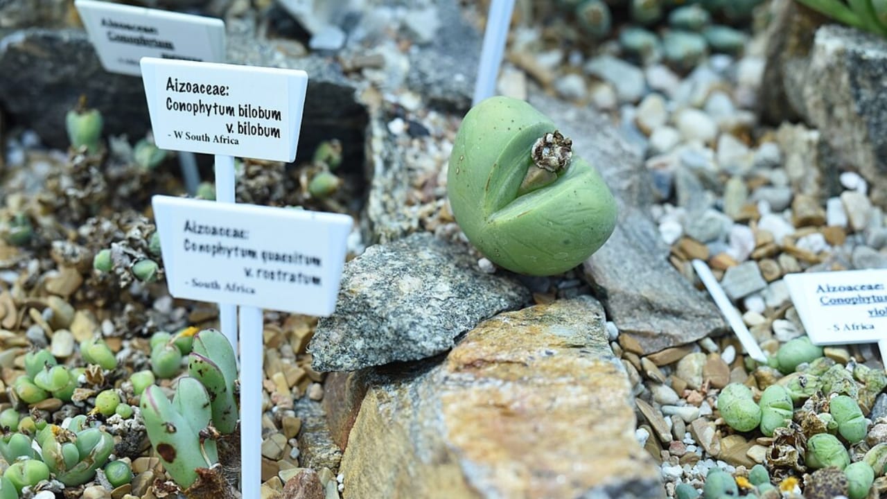 This Rare Succulent Is Cute, Coveted—and Facing a Crisis 8 This Rare Succulent Is Cute, Coveted—and Facing a Crisis - Conophytum bilobum 3 wc