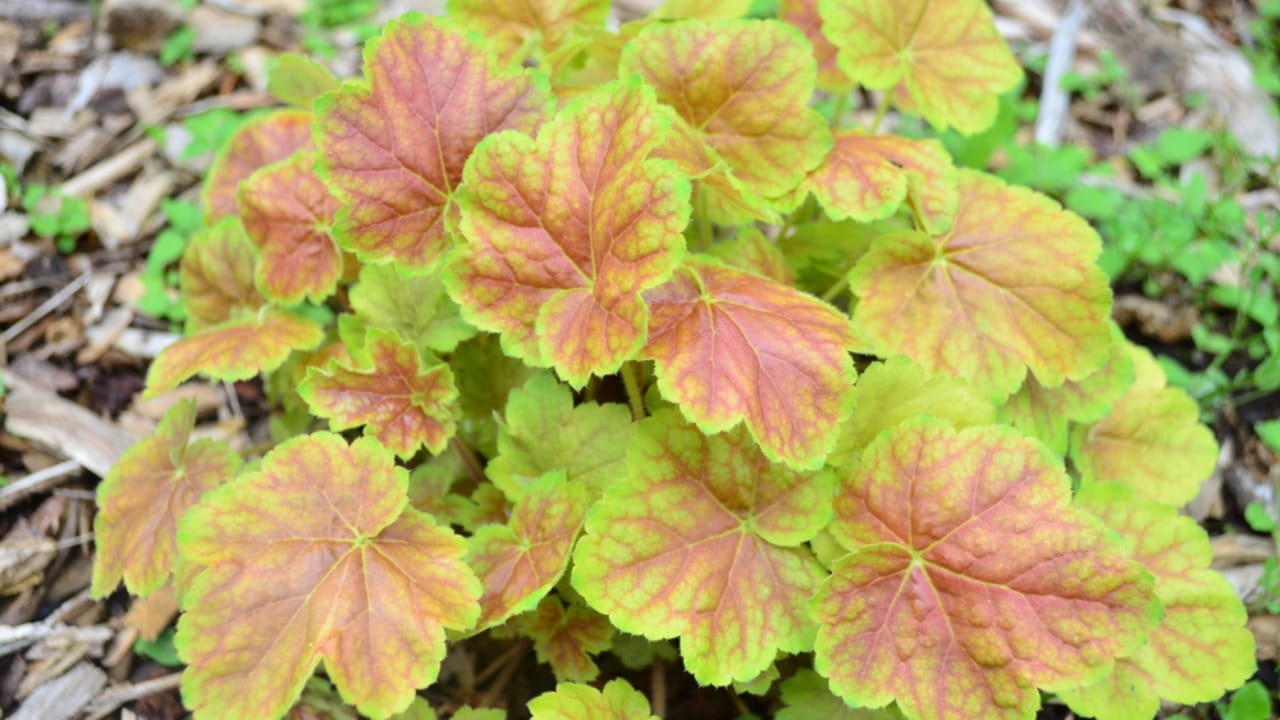 15 Low-Growing Perennials Perfect for Small Gardens 5 15 Low-Growing Perennials Perfect for Small Gardens - Coral Bells Delta Dawn ss1405908893 dpdgm