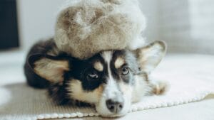 19 Dogs That Shed So Much, You’ll Need a Second Vacuum 1 19 Dogs That Shed So Much, You’ll Need a Second Vacuum - Corgi dog with shedding fur ss2319994717 degm