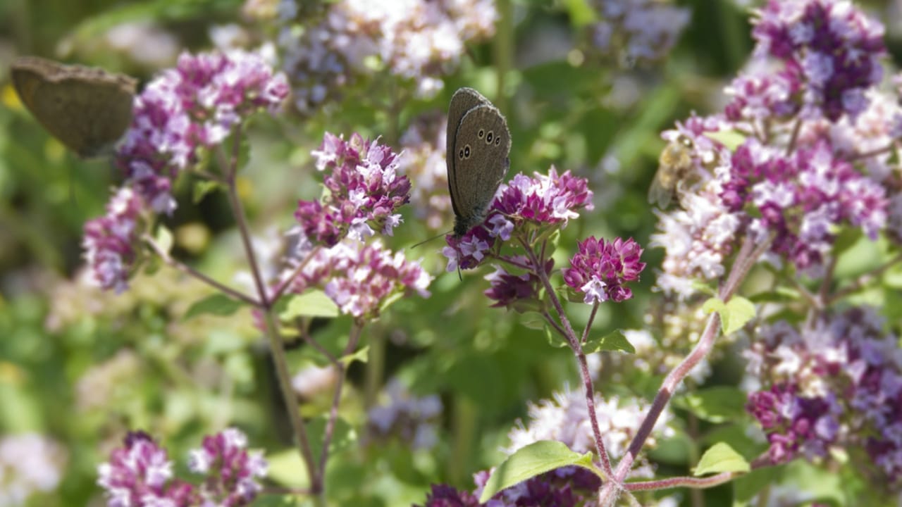 Creeping Thyme Lawns Are the Future of Sustainable Landscaping 10 Creeping Thyme Lawns Are the Future of Sustainable Landscaping - Creeping Thyme and Pollinator dp733673196 dnoh