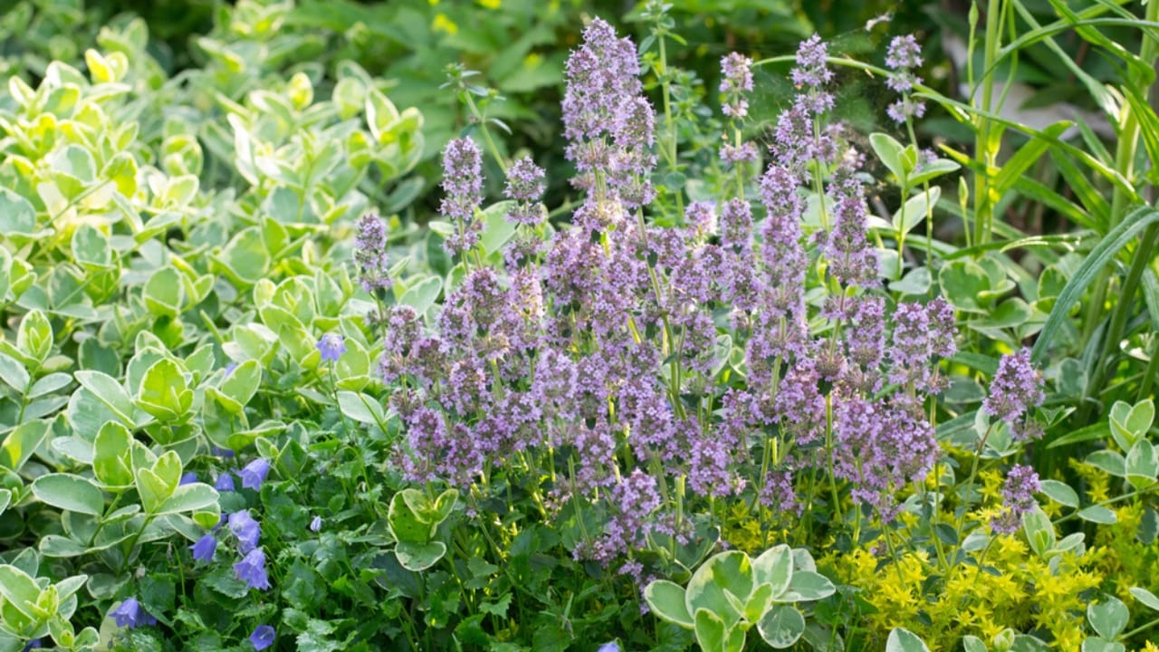 Creeping Thyme Lawns Are the Future of Sustainable Landscaping 6 Creeping Thyme Lawns Are the Future of Sustainable Landscaping - Creeping Thyme dp162680358 dnoh