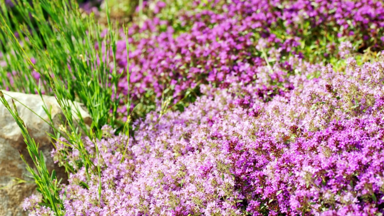 Creeping Thyme Lawns Are the Future of Sustainable Landscaping 17 Creeping Thyme Lawns Are the Future of Sustainable Landscaping - Creeping Thyme dp35436499 dnoh