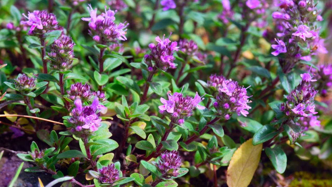 Creeping Thyme Lawns Are the Future of Sustainable Landscaping 8 Creeping Thyme Lawns Are the Future of Sustainable Landscaping - Creeping Thyme dp381339982 dnoh