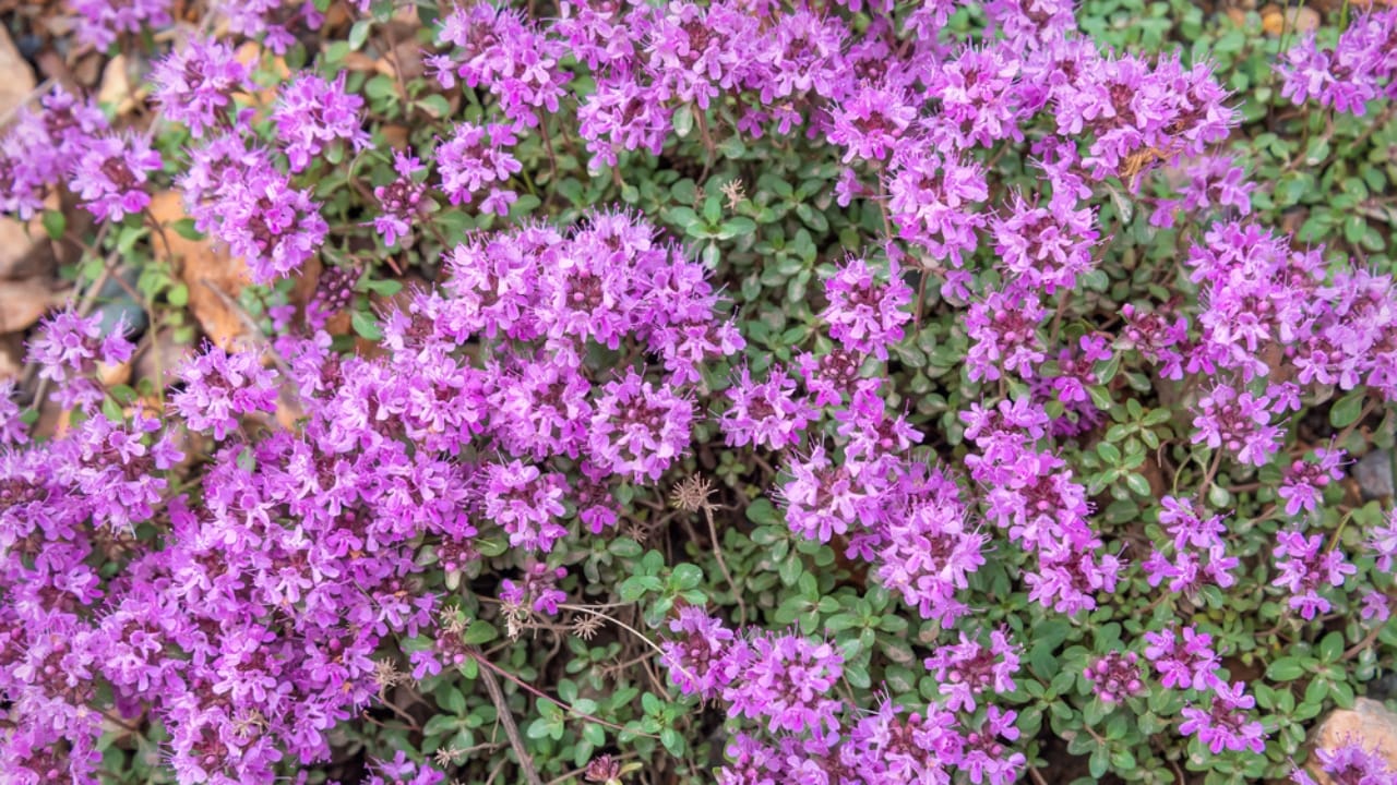 Creeping Thyme Lawns Are the Future of Sustainable Landscaping 22 Creeping Thyme Lawns Are the Future of Sustainable Landscaping - Creeping Thyme dp465735002 dnoh