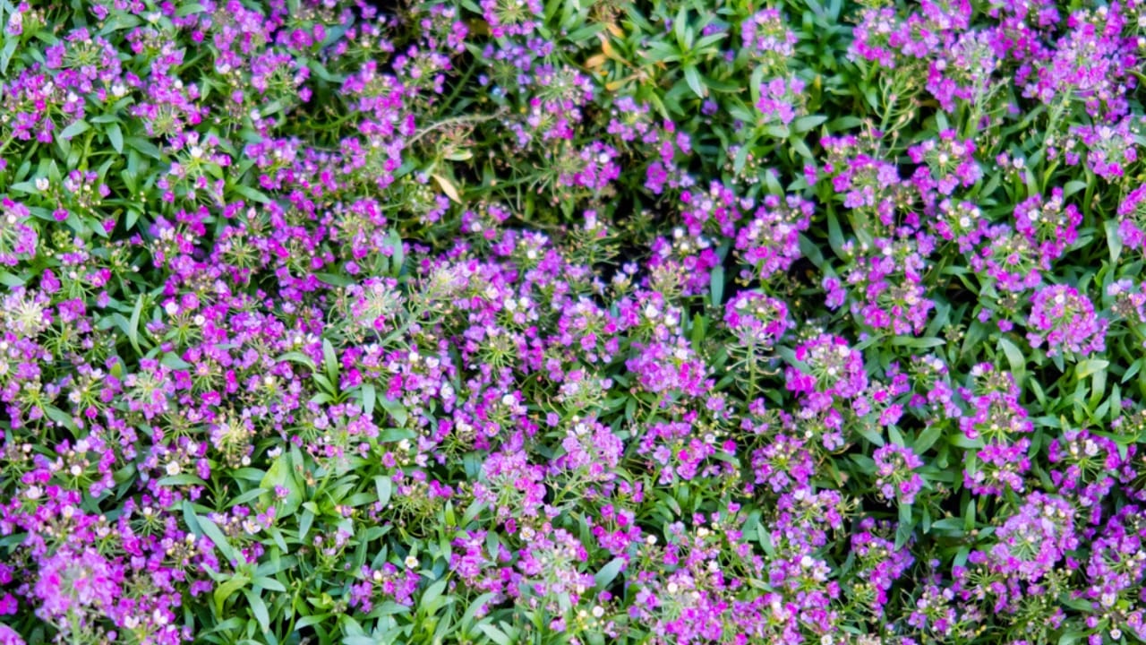 Creeping Thyme Lawns Are the Future of Sustainable Landscaping 7 Creeping Thyme Lawns Are the Future of Sustainable Landscaping - Creeping Thyme dp508589746 dnoh