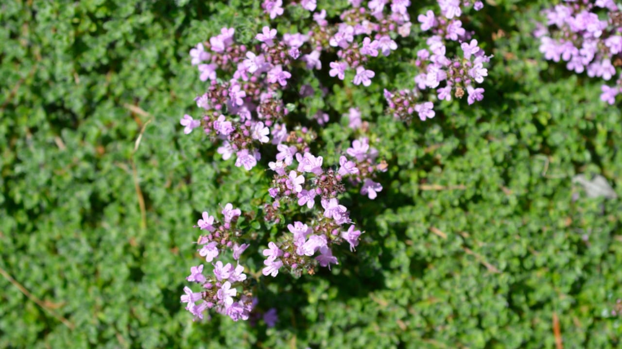 Creeping Thyme Lawns Are the Future of Sustainable Landscaping 16 Creeping Thyme Lawns Are the Future of Sustainable Landscaping - Creeping Thyme dp551318908 dnoh