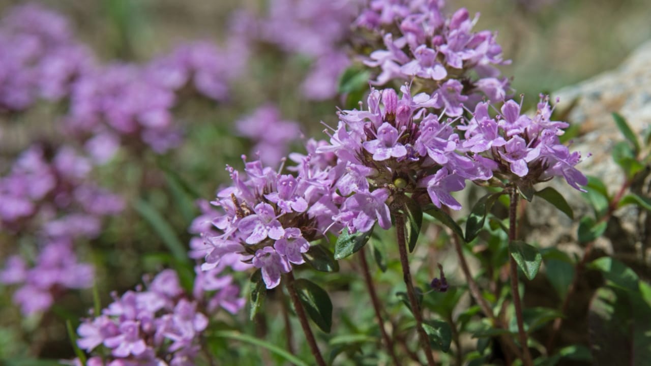 Creeping Thyme Lawns Are the Future of Sustainable Landscaping 12 Creeping Thyme Lawns Are the Future of Sustainable Landscaping - Creeping Thyme dp56257925 dnoh