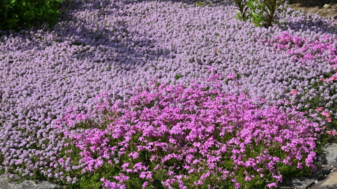 Creeping Thyme Lawns Are the Future of Sustainable Landscaping 9 Creeping Thyme Lawns Are the Future of Sustainable Landscaping - Creeping Thyme dp654683218 dnoh