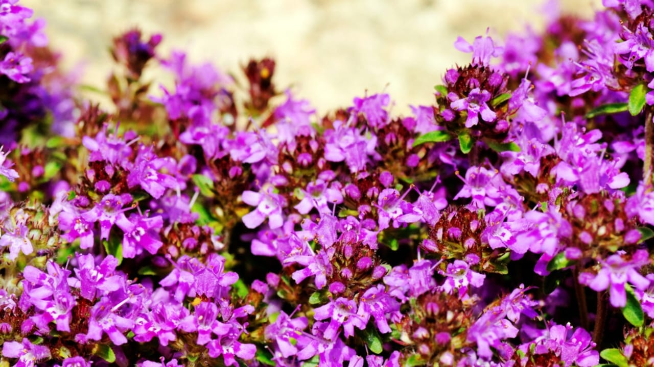 Creeping Thyme Lawns Are the Future of Sustainable Landscaping 13 Creeping Thyme Lawns Are the Future of Sustainable Landscaping - Creeping Thyme dp9857547 dnoh