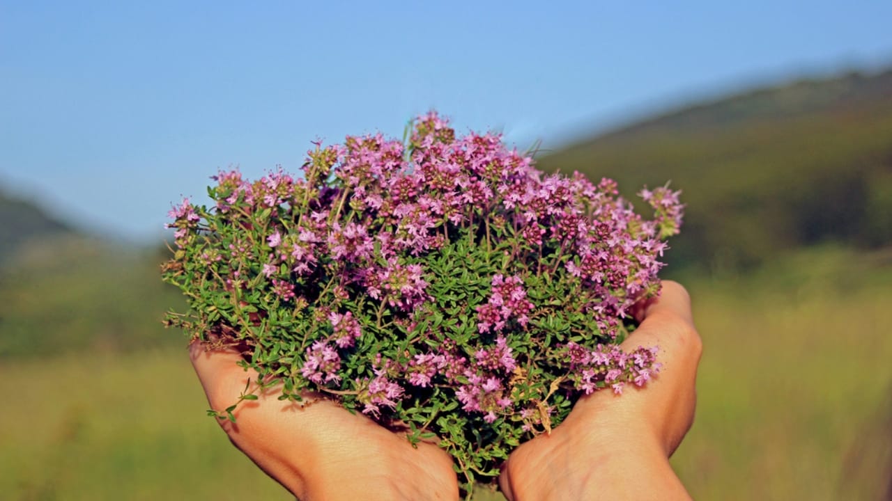 Creeping Thyme Lawns Are the Future of Sustainable Landscaping 14 Creeping Thyme Lawns Are the Future of Sustainable Landscaping - Creeping Thyme on hands dp147043043 dnoh