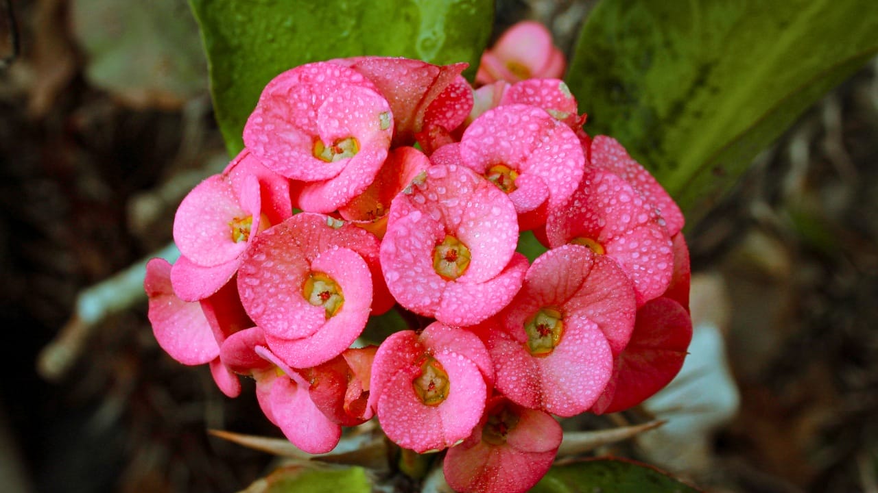 14 Unique Succulents That Will Wow Any Plant Lover 16 14 Unique Succulents That Will Wow Any Plant Lover - Crown of thorns flowers Euphorbia milli ss2539540441 degm