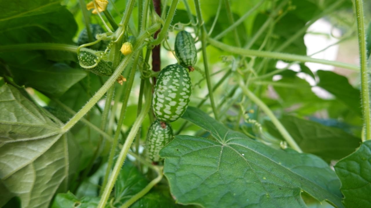Bored of Basic Veggies... Grow These 15 Exciting Alternatives 3 Bored of Basic Veggies... Grow These 15 Exciting Alternatives - Cucamelons or Mouse Melon dp671115508 dnoh