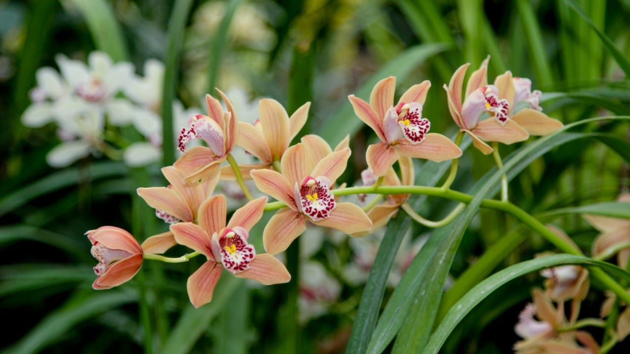 16 Christmas Plants to Brighten Your Holiday Décor 8 16 Christmas Plants to Brighten Your Holiday Décor - Cymbidium Orchids dp422458118 dnoh