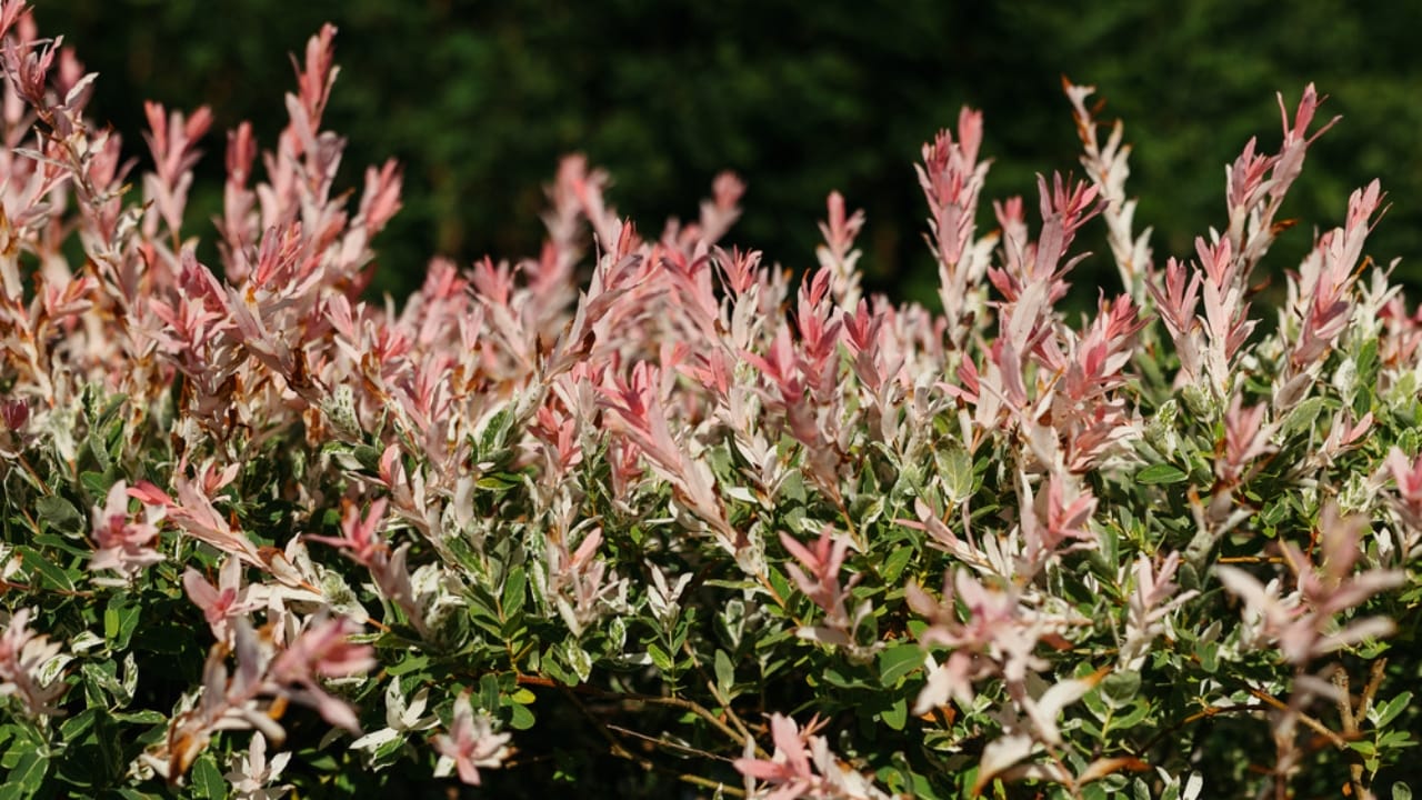 Skip the Fence: 18 Fast-Growing Shrubs for Instant Privacy 13 Skip the Fence: 18 Fast-Growing Shrubs for Instant Privacy - Dappled Willow dp640671774 dnoh