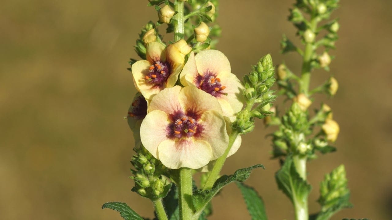 15 Low-Growing Perennials Perfect for Small Gardens 12 15 Low-Growing Perennials Perfect for Small Gardens - Dark Eyes Mullein ss2325710637 dpdgm