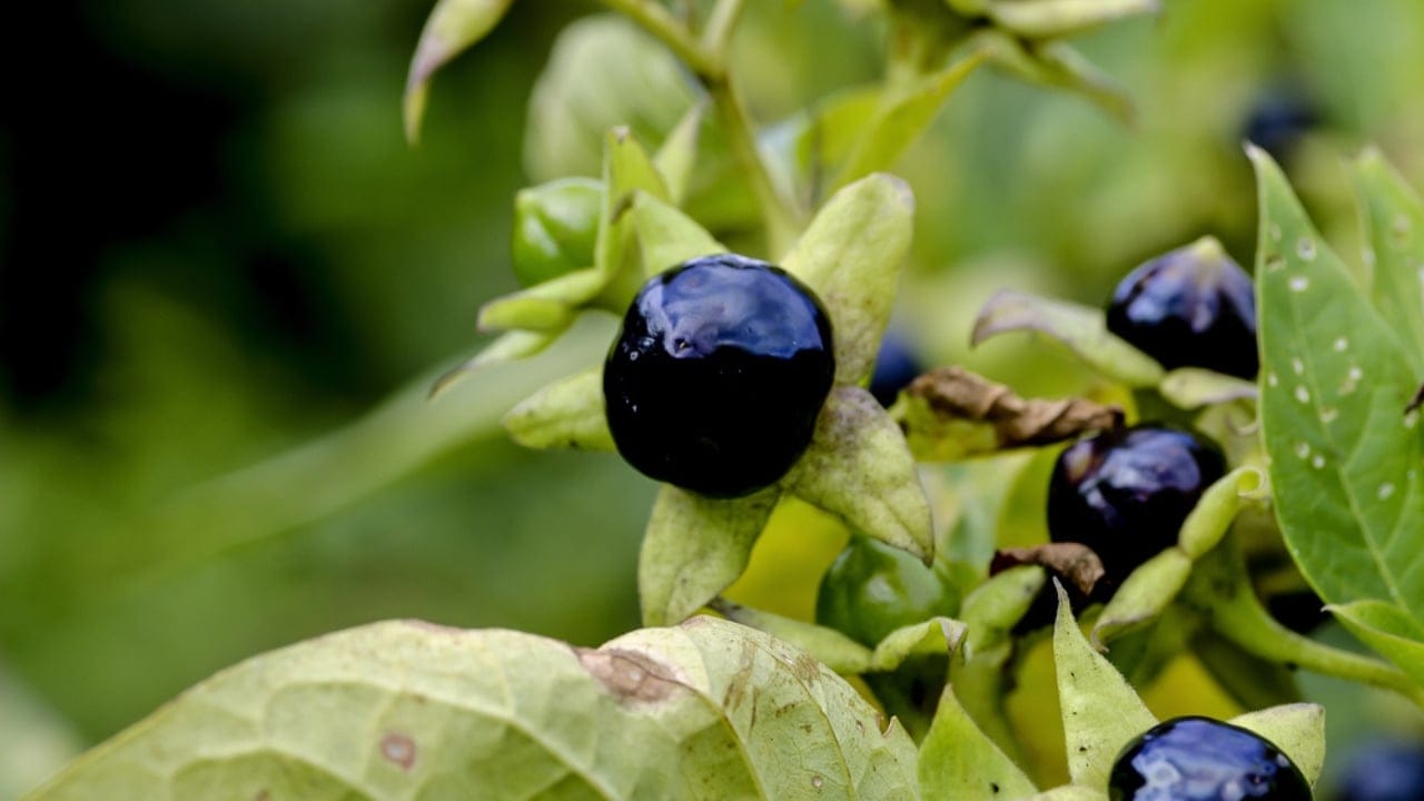 7 Deadly Plants That Changed Warfare With Poison and Fear 4 7 Deadly Plants That Changed Warfare With Poison and Fear - Deadly Nightshade dp462818292 dnoh
