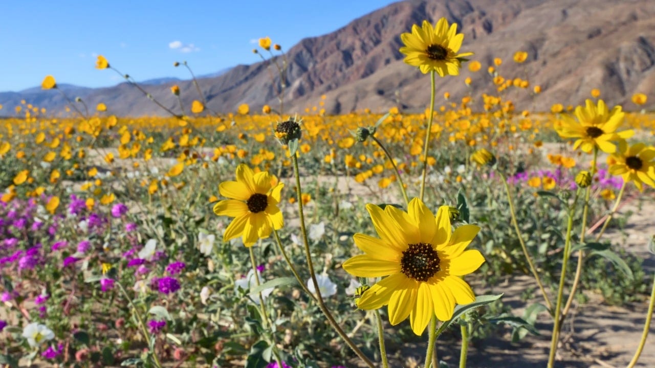 15 Breathtaking Flowers That Define America’s Natural Beauty 3 15 Breathtaking Flowers That Define America’s Natural Beauty - Desert Sunflower ss262265579 degm