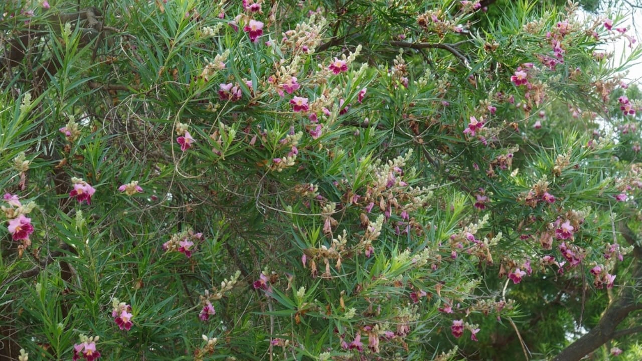 Small, Drought-Tolerant Trees: 15 Non-Invasive Picks for Your Yard - Desert Willow Tree ss2096366467 dpdgm