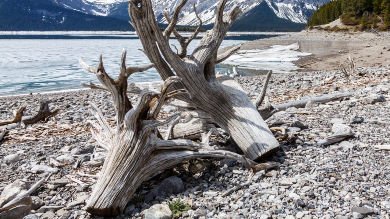 15 Woods You Should Never Burn: Protect Your Health and Home 2 15 Woods You Should Never Burn: Protect Your Health and Home - Driftwood dp126738776 dnoh