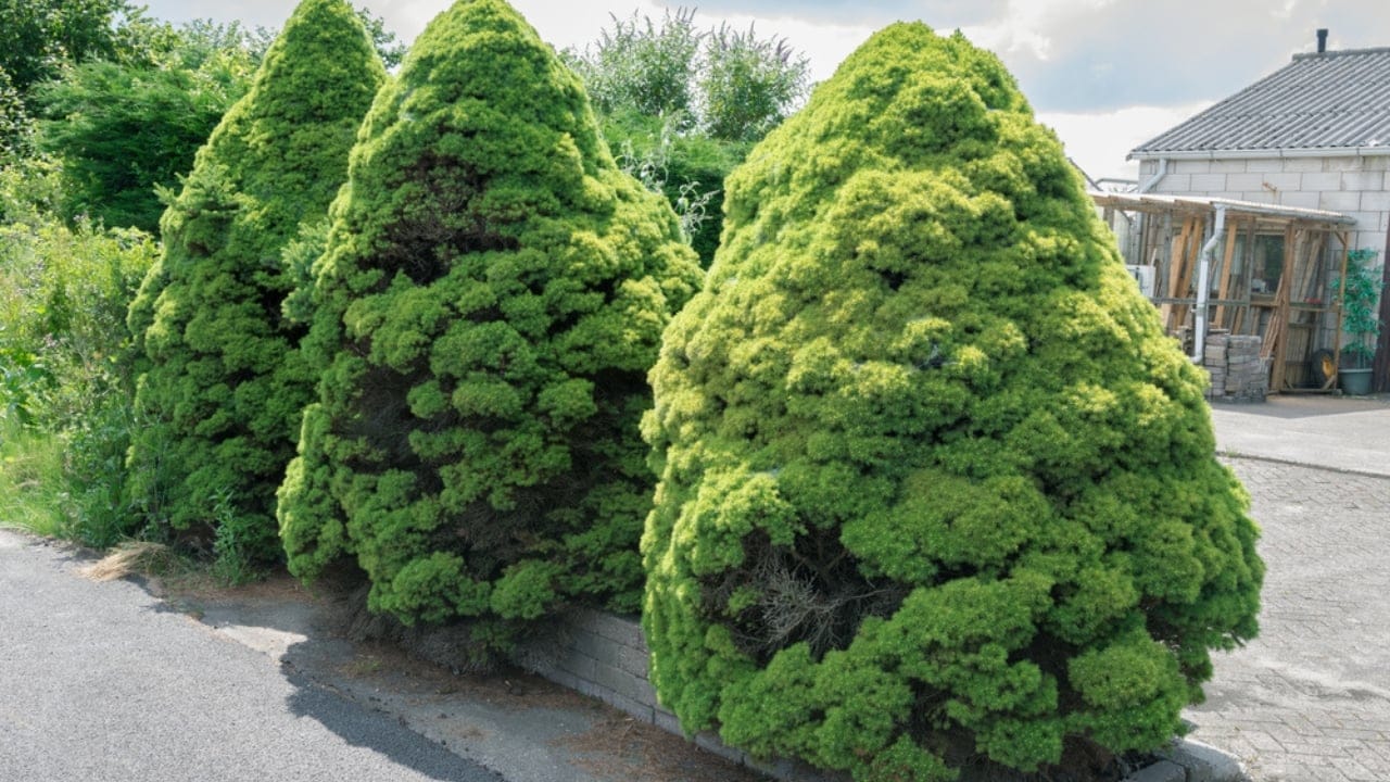 28 Best Foundation Plants to Beautify Your Home’s Front Yard 22 28 Best Foundation Plants to Beautify Your Home’s Front Yard - Dwarf Alberta Spruce ss1761373700 dpdgm