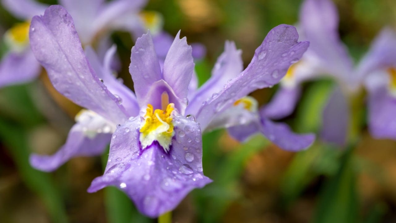 15 Low-Growing Perennials Perfect for Small Gardens 15 15 Low-Growing Perennials Perfect for Small Gardens - Dwarf Crested Iris ss1375122467 dpdgm