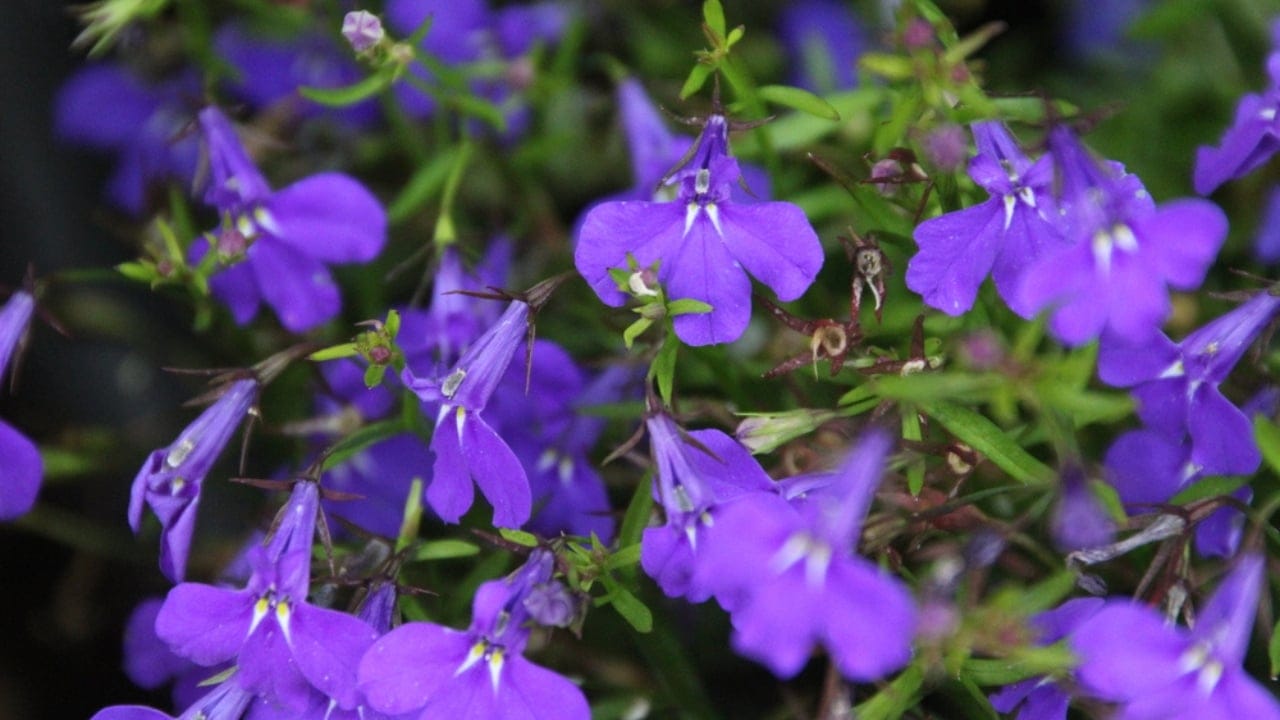 15 Low-Growing Perennials Perfect for Small Gardens 6 15 Low-Growing Perennials Perfect for Small Gardens - Dwarf Lobelia dp376370482 dnoh