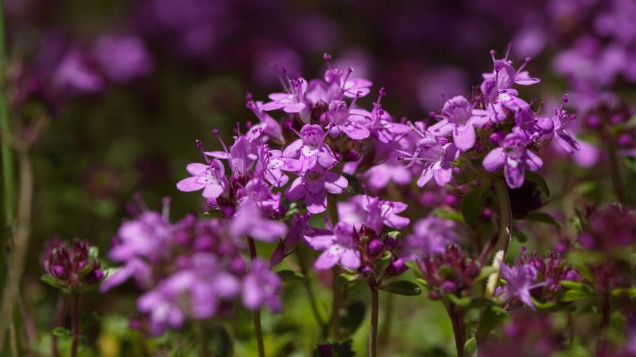 15 Low-Growing Perennials Perfect for Small Gardens 16 15 Low-Growing Perennials Perfect for Small Gardens - Dwarf Thyme ss762239911 dpdgm