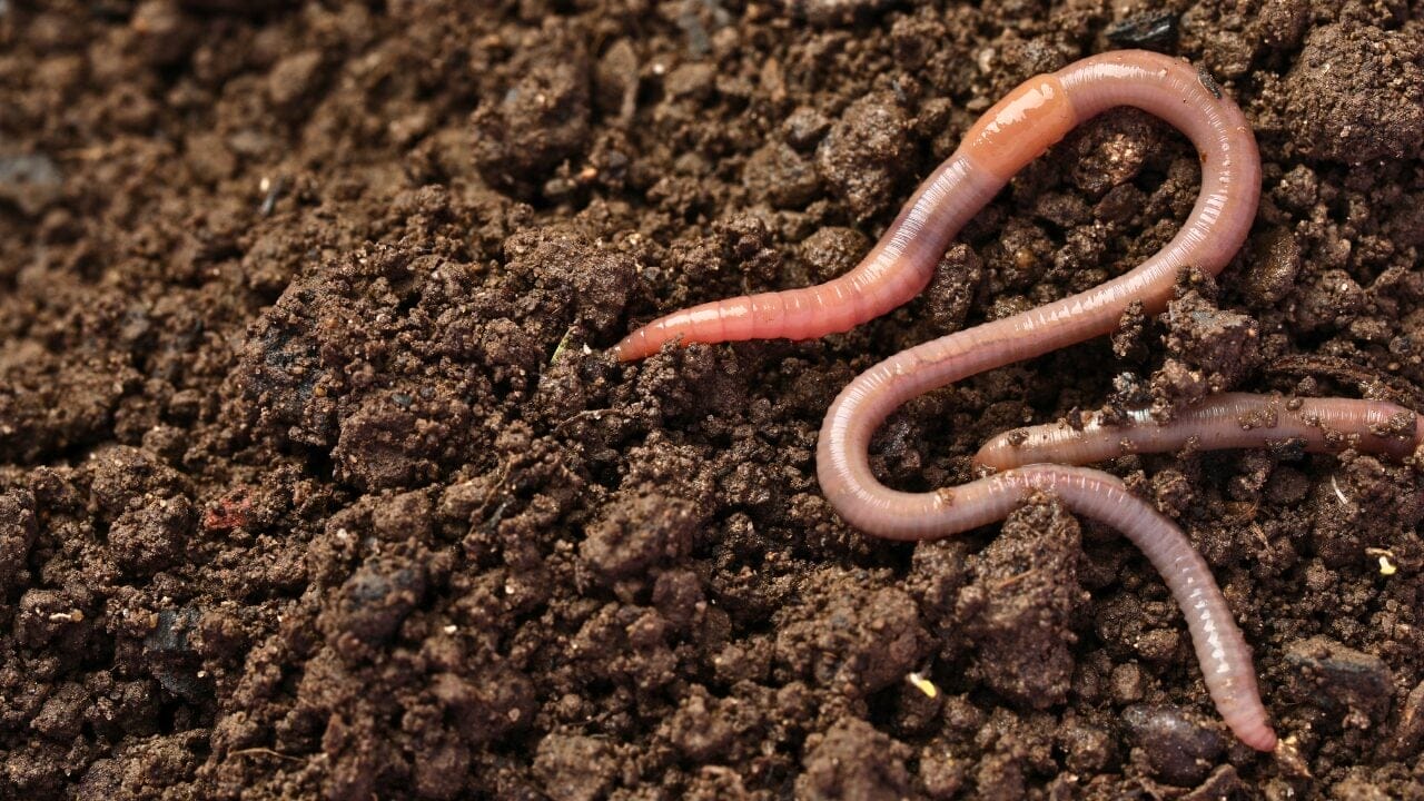 15 Unique Species Proving Nature’s Underdogs Are Extraordinary 11 15 Unique Species Proving Nature’s Underdogs Are Extraordinary - Earthworm ss2331008495 bpgm