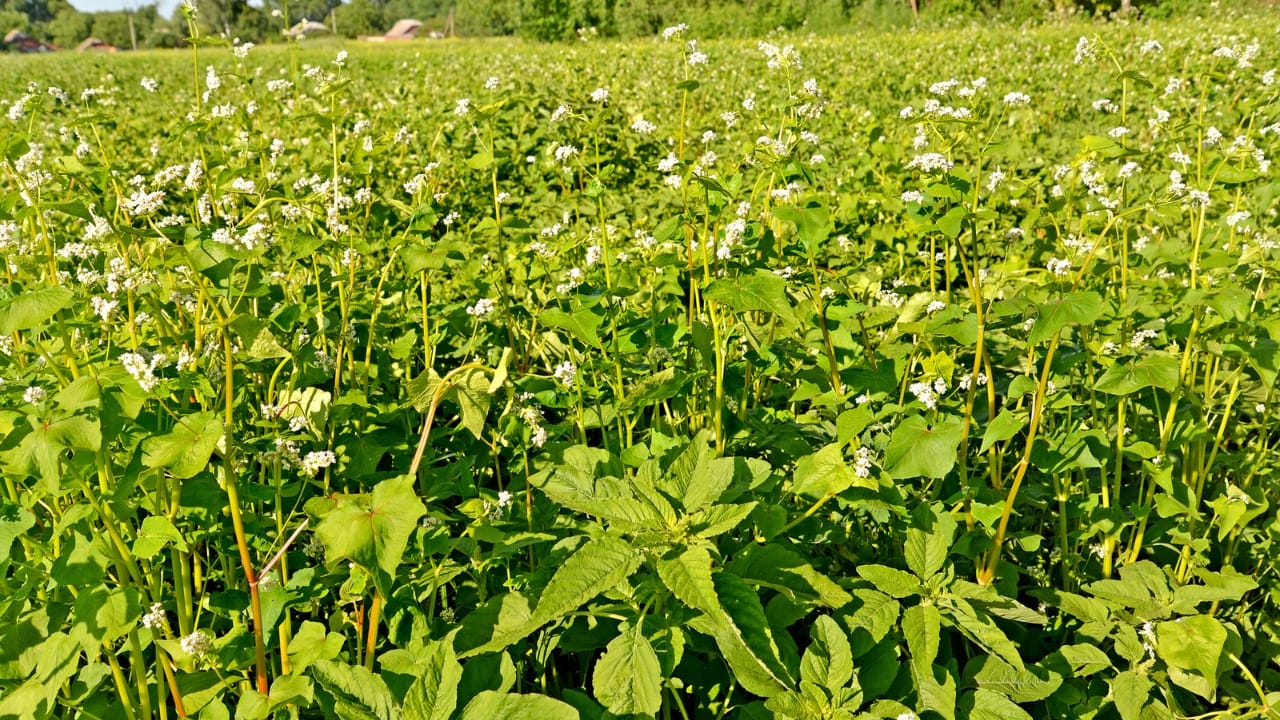 How to Profit From the $16.5B Houseplant Boom Right Now 7 How to Profit From the $16.5B Houseplant Boom Right Now - Edible Flowers dp379312732 dnoh